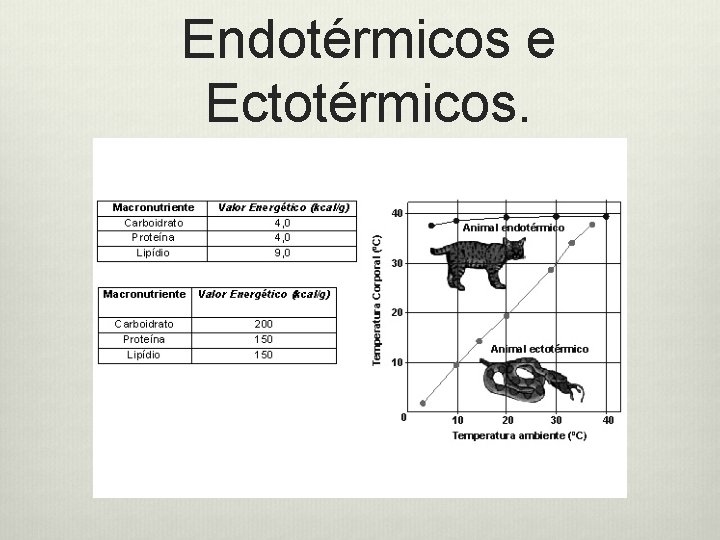 Endotérmicos e Ectotérmicos. 