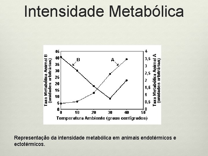 Intensidade Metabólica Representação da intensidade metabólica em animais endotérmicos e ectotérmicos. 