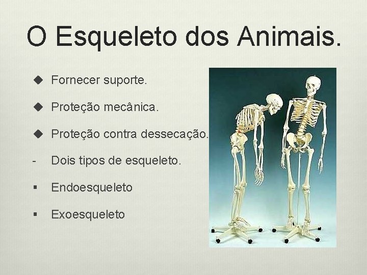 O Esqueleto dos Animais. u Fornecer suporte. u Proteção mecânica. u Proteção contra dessecação.