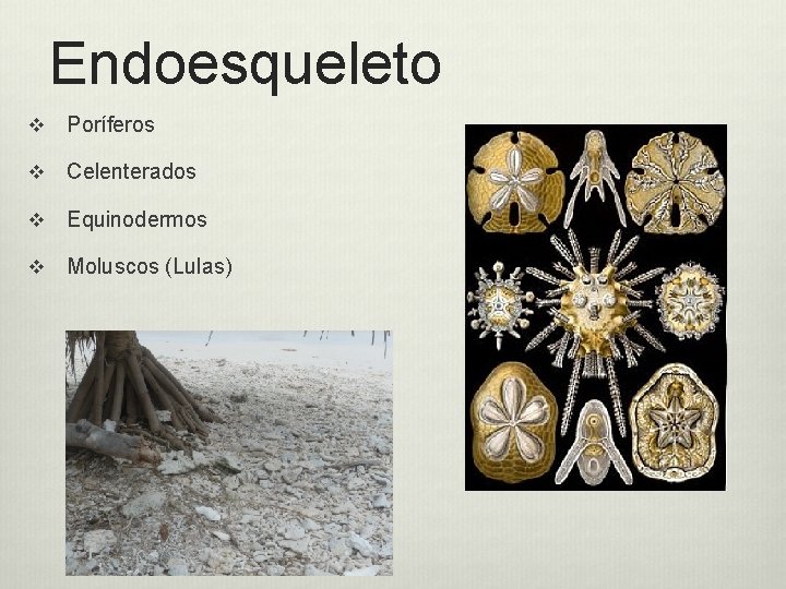 Endoesqueleto v Poríferos v Celenterados v Equinodermos v Moluscos (Lulas) 