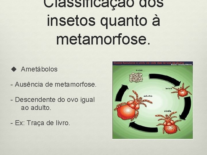 Classificação dos insetos quanto à metamorfose. u Ametábolos - Ausência de metamorfose. - Descendente