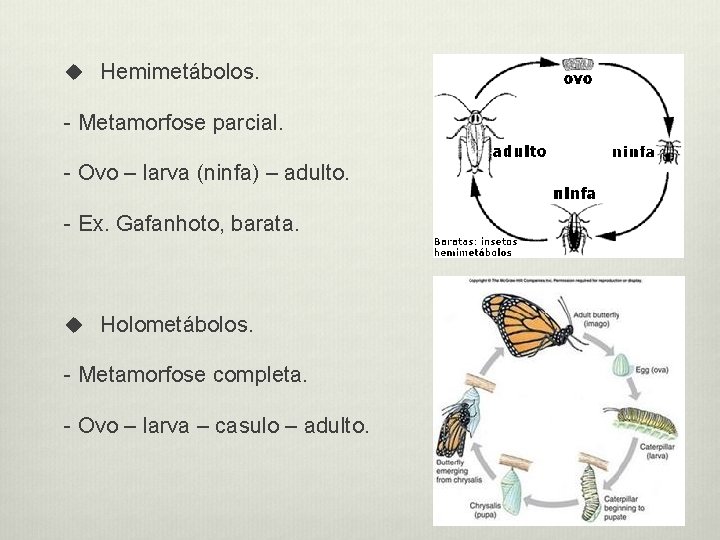 u Hemimetábolos. - Metamorfose parcial. - Ovo – larva (ninfa) – adulto. - Ex.