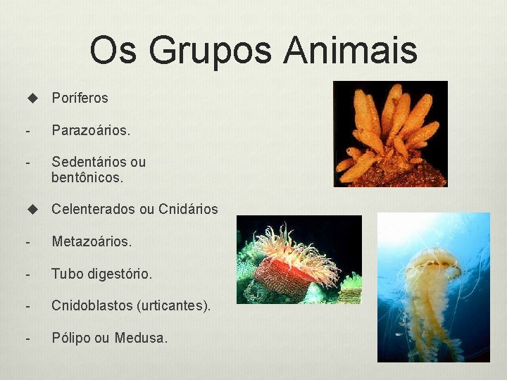 Os Grupos Animais u Poríferos - Parazoários. - Sedentários ou bentônicos. u Celenterados ou