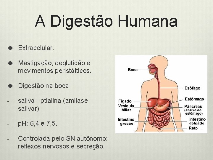 A Digestão Humana u Extracelular. u Mastigação, deglutição e movimentos peristálticos. u Digestão na