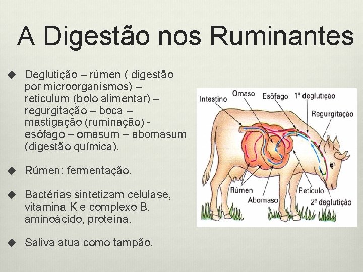 A Digestão nos Ruminantes u Deglutição – rúmen ( digestão por microorganismos) – reticulum