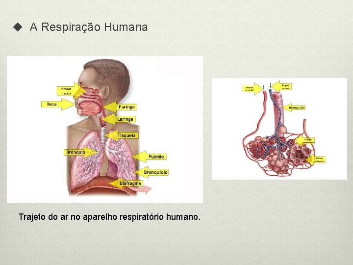 u A Respiração Humana Trajeto do ar no aparelho respiratório humano. 