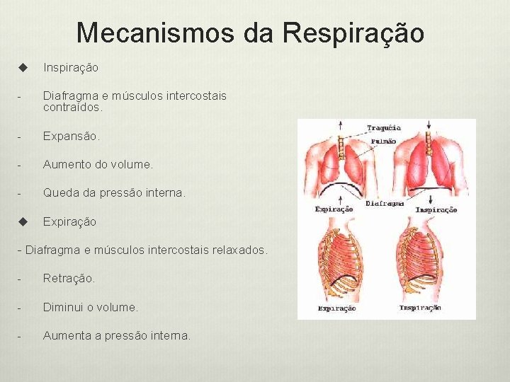 Mecanismos da Respiração u Inspiração - Diafragma e músculos intercostais contraídos. - Expansão. -