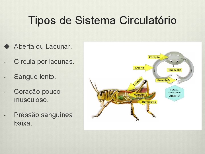 Tipos de Sistema Circulatório u Aberta ou Lacunar. - Circula por lacunas. - Sangue