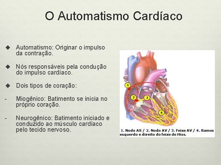 O Automatismo Cardíaco u Automatismo: Originar o impulso da contração. u Nós responsáveis pela