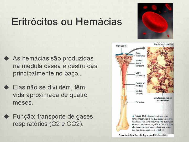Eritrócitos ou Hemácias u As hemácias são produzidas na medula óssea e destruídas principalmente