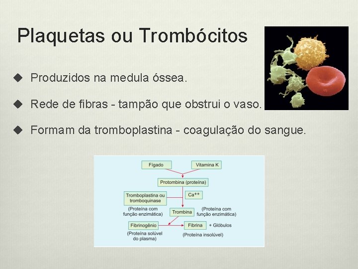Plaquetas ou Trombócitos u Produzidos na medula óssea. u Rede de fibras - tampão
