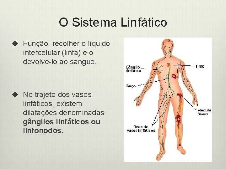 O Sistema Linfático u Função: recolher o líquido intercelular (linfa) e o devolve-lo ao