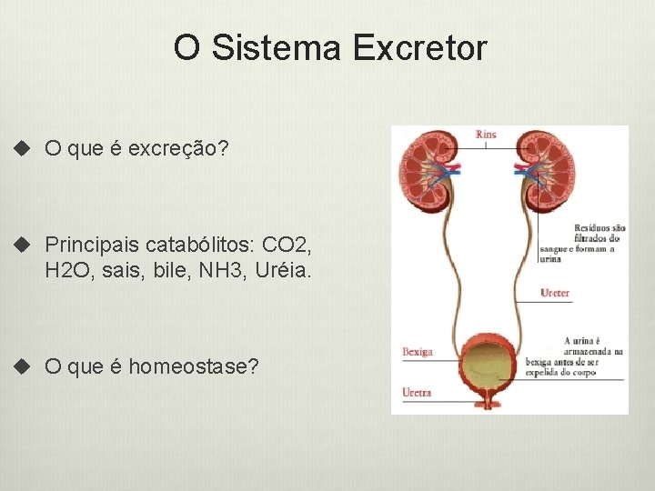 O Sistema Excretor u O que é excreção? u Principais catabólitos: CO 2, H