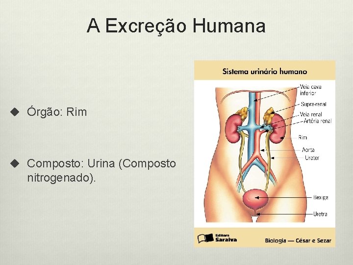 A Excreção Humana u Órgão: Rim u Composto: Urina (Composto nitrogenado). 