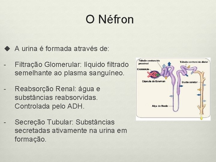O Néfron u A urina é formada através de: - Filtração Glomerular: líquido filtrado