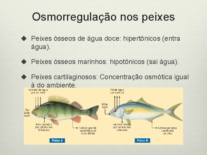 Osmorregulação nos peixes u Peixes ósseos de água doce: hipertônicos (entra água). u Peixes