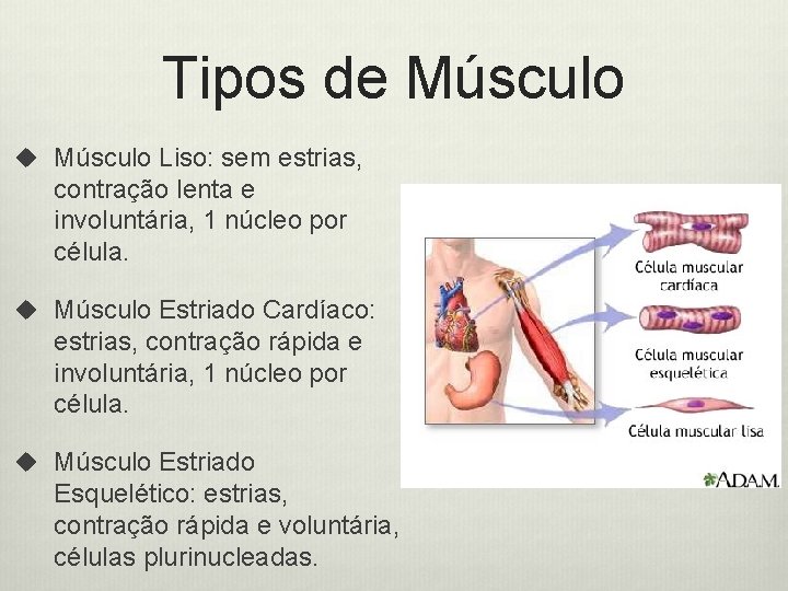 Tipos de Músculo u Músculo Liso: sem estrias, contração lenta e involuntária, 1 núcleo