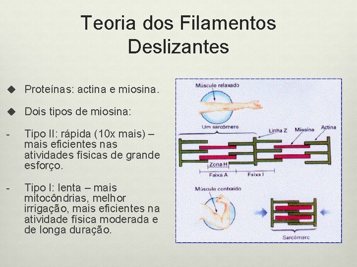 Teoria dos Filamentos Deslizantes u Proteínas: actina e miosina. u Dois tipos de miosina: