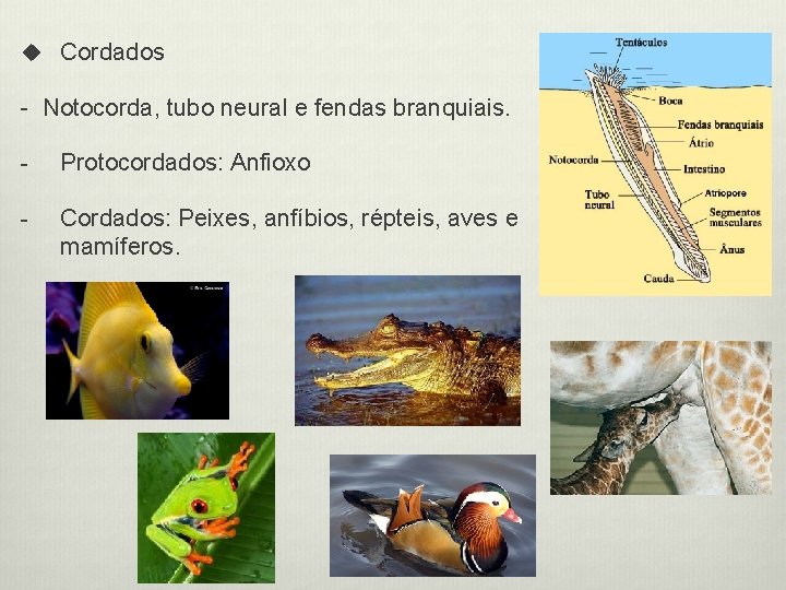 u Cordados - Notocorda, tubo neural e fendas branquiais. - Protocordados: Anfioxo - Cordados: