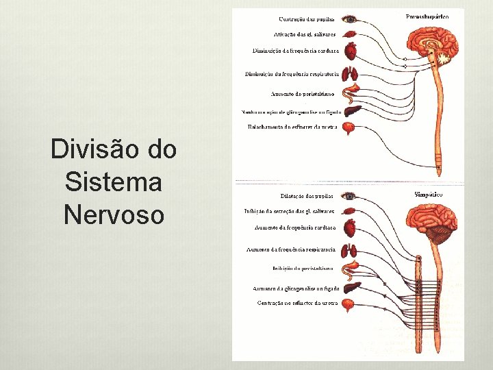 Divisão do Sistema Nervoso 