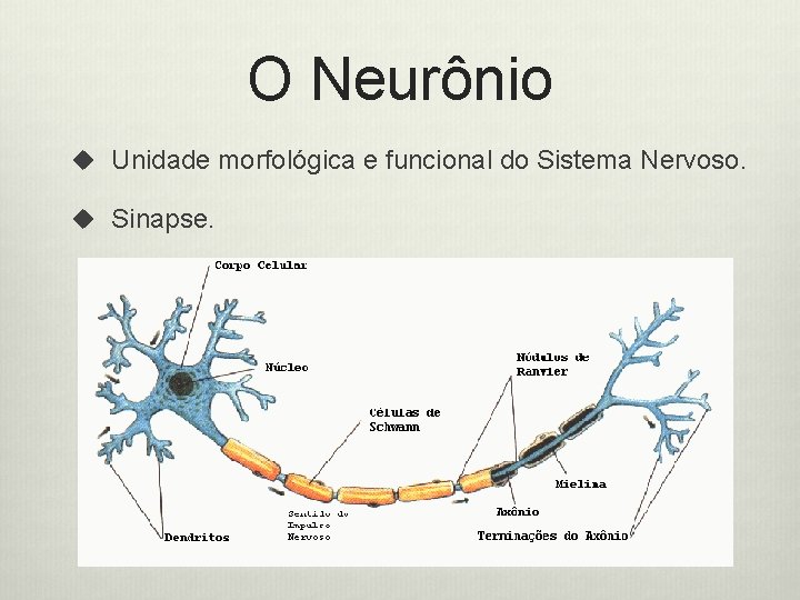 O Neurônio u Unidade morfológica e funcional do Sistema Nervoso. u Sinapse. 