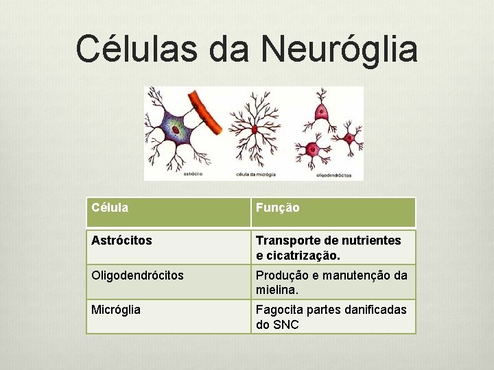 Células da Neuróglia Célula Função Astrócitos Transporte de nutrientes e cicatrização. Oligodendrócitos Produção e