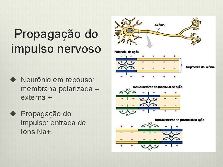 Propagação do impulso nervoso u Neurônio em repouso: membrana polarizada – externa +. u