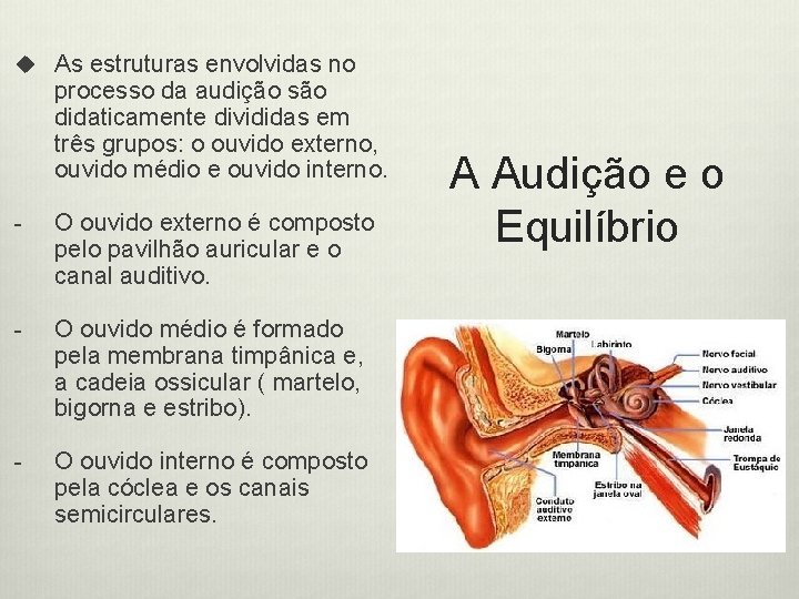 u As estruturas envolvidas no processo da audição são didaticamente divididas em três grupos: