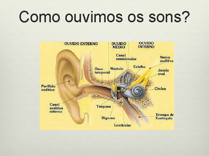 Como ouvimos os sons? 