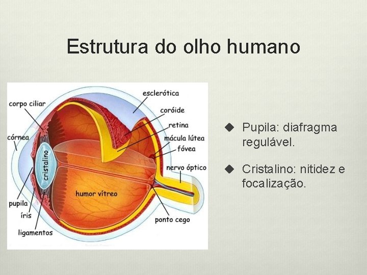 Estrutura do olho humano u Pupila: diafragma regulável. u Cristalino: nitidez e focalização. 