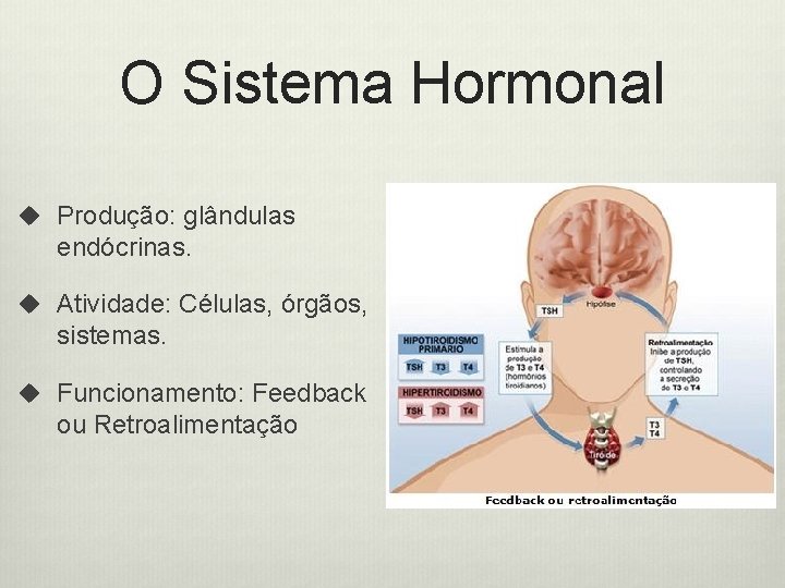 O Sistema Hormonal u Produção: glândulas endócrinas. u Atividade: Células, órgãos, sistemas. u Funcionamento: