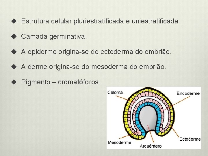 u Estrutura celular pluriestratificada e uniestratificada. u Camada germinativa. u A epiderme origina-se do