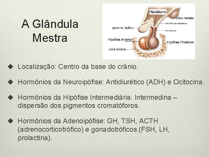 A Glândula Mestra u Localização: Centro da base do crânio. u Hormônios da Neuroipófise: