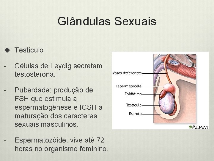 Glândulas Sexuais u Testículo - Células de Leydig secretam testosterona. - Puberdade: produção de