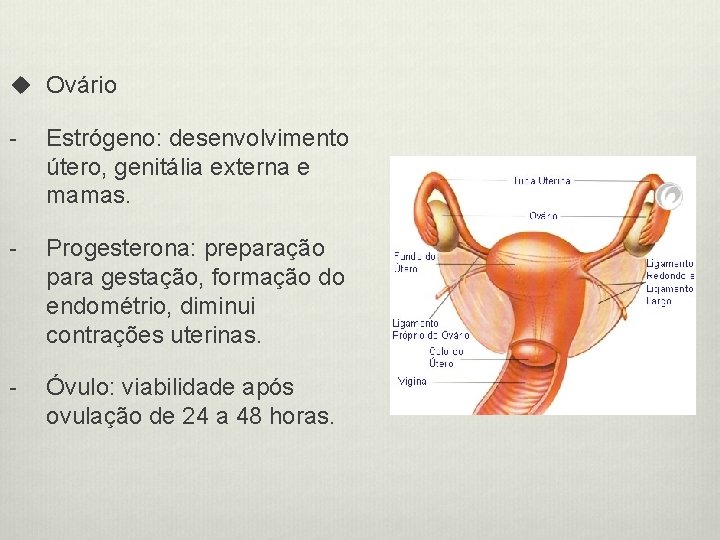 u Ovário - Estrógeno: desenvolvimento útero, genitália externa e mamas. - Progesterona: preparação para