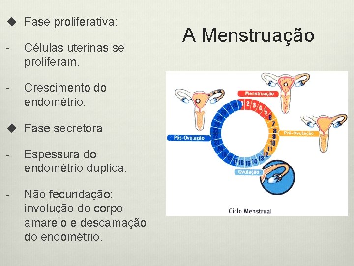 u Fase proliferativa: - Células uterinas se proliferam. - Crescimento do endométrio. u Fase