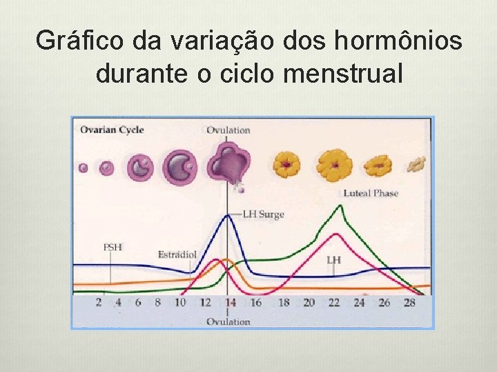 Gráfico da variação dos hormônios durante o ciclo menstrual 