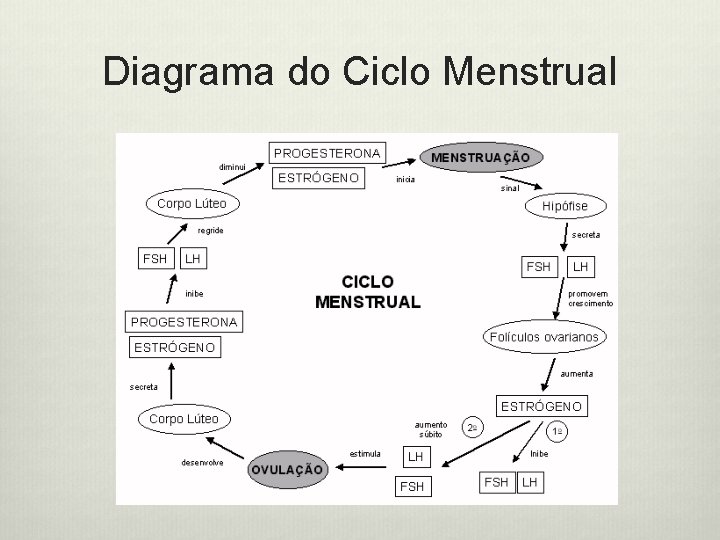 Diagrama do Ciclo Menstrual 
