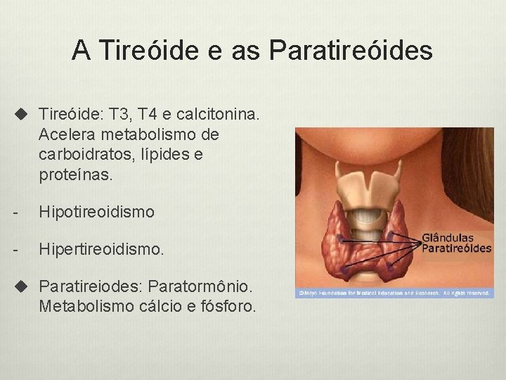 A Tireóide e as Paratireóides u Tireóide: T 3, T 4 e calcitonina. Acelera