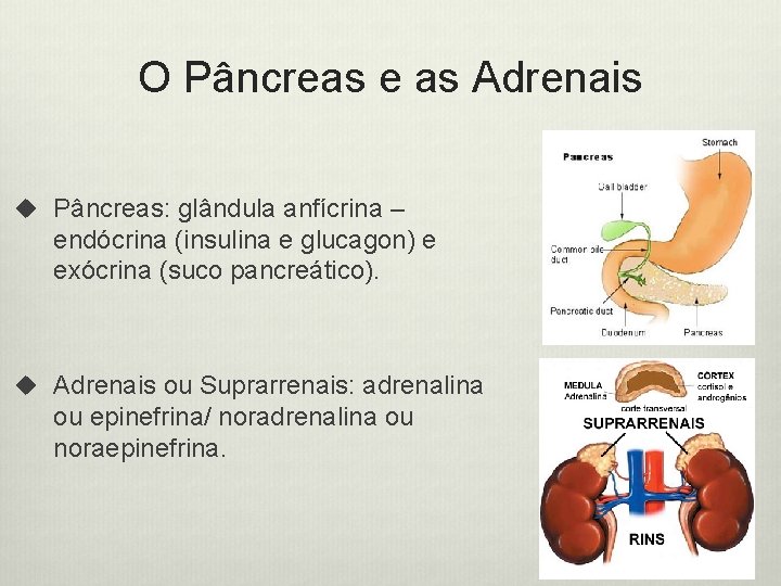 O Pâncreas e as Adrenais u Pâncreas: glândula anfícrina – endócrina (insulina e glucagon)