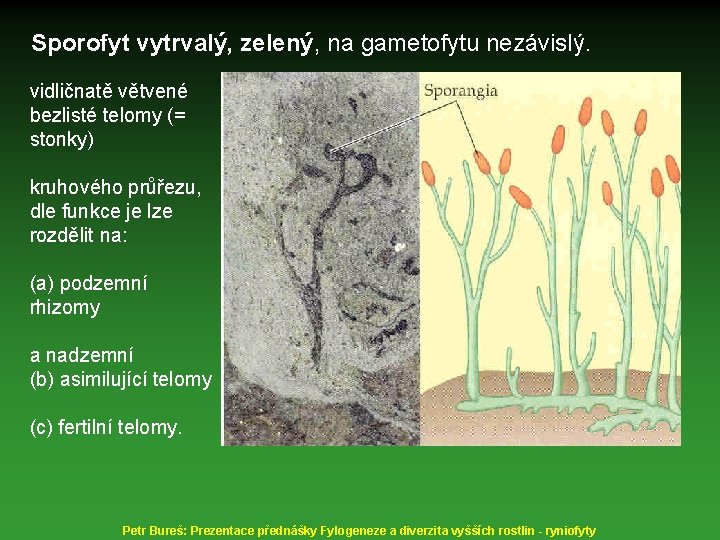 Sporofyt vytrvalý, zelený, na gametofytu nezávislý. vidličnatě větvené bezlisté telomy (= stonky) kruhového průřezu,