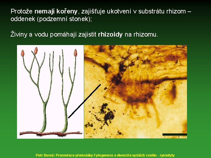 Protože nemají kořeny, zajišťuje ukotvení v substrátu rhizom – oddenek (podzemní stonek); Živiny a