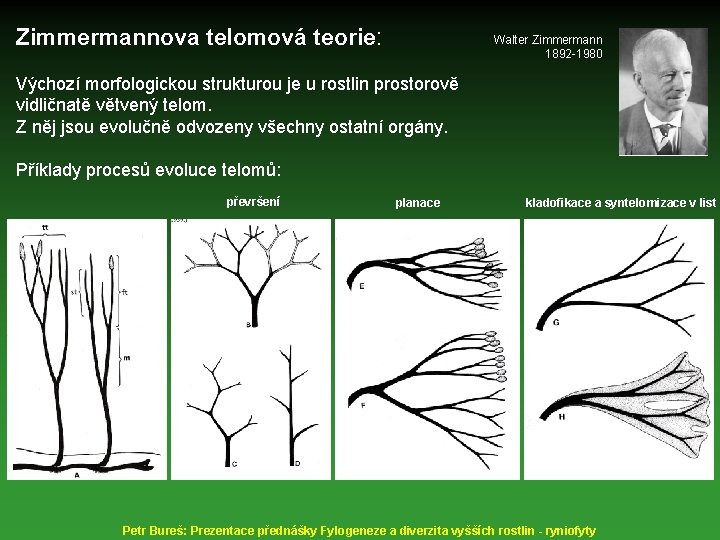 Zimmermannova telomová teorie: Walter Zimmermann 1892 -1980 Výchozí morfologickou strukturou je u rostlin prostorově
