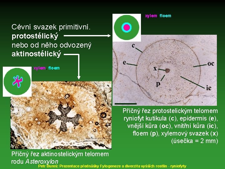 xylem, floem Cévní svazek primitivní. protostélický nebo od něho odvozený aktinostélický xylem, floem Příčný