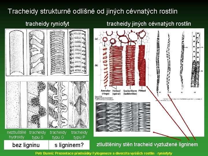 Tracheidy strukturně odlišné od jiných cévnatých rostlin tracheidy ryniofyt neztluštělé tracheidy hydroidy typu S