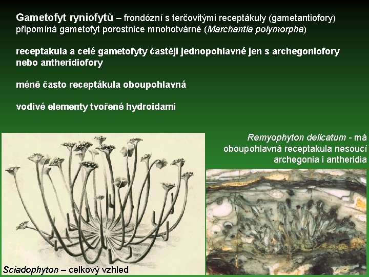 Gametofyt ryniofytů – frondózní s terčovitými receptákuly (gametantiofory) připomíná gametofyt porostnice mnohotvárné (Marchantia polymorpha)