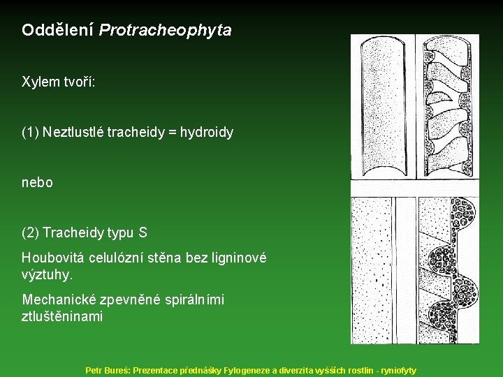 Oddělení Protracheophyta Xylem tvoří: (1) Neztlustlé tracheidy = hydroidy nebo (2) Tracheidy typu S