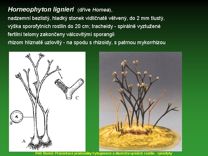 Horneophyton lignieri (dříve Hornea), nadzemní bezlistý, hladký stonek vidličnatě větvený, do 2 mm tlustý,