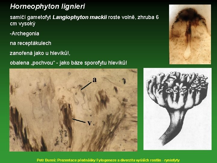 Horneophyton lignieri samičí gametofyt Langiophyton mackii roste volně, zhruba 6 cm vysoký -Archegonia na