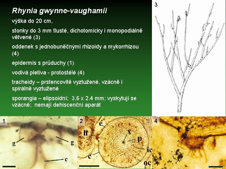 Rhynia gwynne-vaughamii 3 výška do 20 cm, stonky do 3 mm tlusté, dichotomicky i
